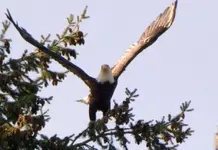 Eagle1.webp