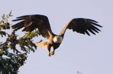 Eagle3.webp