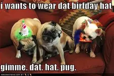 funny-dog-pictures-birthday-hats.webp