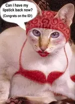 LipstickCat.webp
