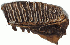 mammothteentooth.gif
