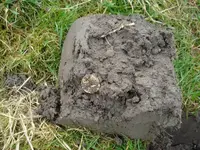 Vondsten uit de klei 034.webp