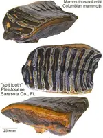 mammoth spit tooth.webp