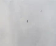 proboscis annoyustahellonice.webp