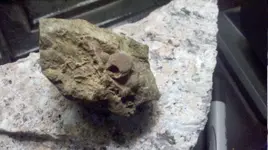 fossil_belleisle_bay.webp