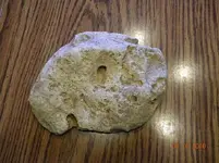 fossil 3.webp