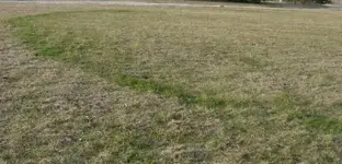 grass1.webp