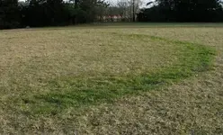 grass2.webp