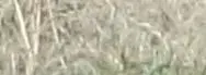 ghost_4.webp