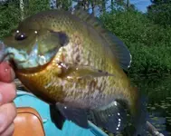 badpanfish_photo.webp