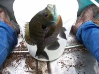 Bull Bluegill Resized.webp