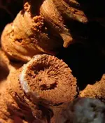 pipe-organ-coral4.webp