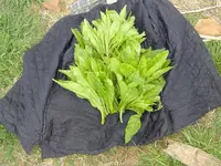 Old Farm Finds 005.webp