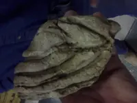 0312101252-00[1].webp