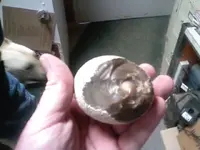 0312101256-00[1].webp