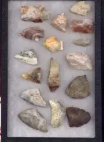 my fossils 112.webp