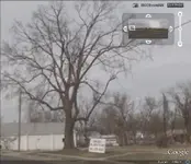 tree.webp