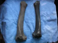 bones.webp