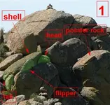 LITTLE POINTER 1 (Medium).webp