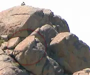 sea turtle 3 (Medium).webp