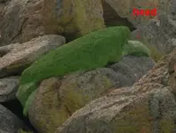 sea turtle  5 pg (Medium).webp