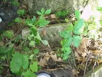 normal_P1010291.webp