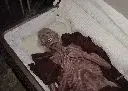 smallcasket.webp