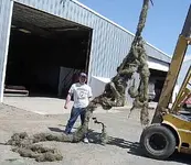 20footdragon.webp