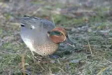 teal.webp