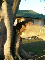 tree3 (450 x 600).webp