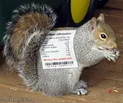47SquirrelLabel.webp