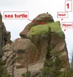 sea turtle (Medium).webp
