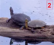 turtles (Medium).webp