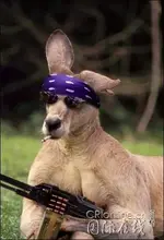 loaded-kangaroo.webp