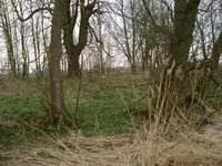Vondsten uit de klei 035.webp