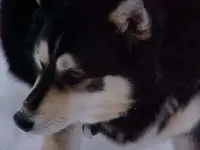 My Dog Little Bear2.webp