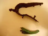 DSCN0230.webp