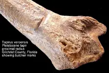 tapirradiuscutsA.webp tapirradiuscutsA.webp