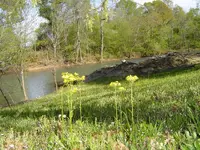 river pic\'s 003.webp