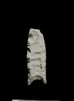 fol1.webp