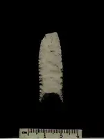 fol2.webp