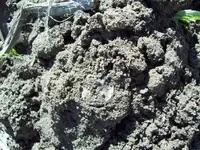 100_1582.webp