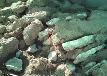 homestead7.webp