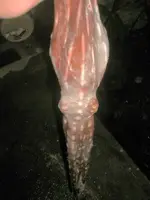 4 pound tako(2).webp