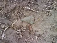 flared bit celt insitu.webp
