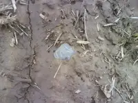 celt insitu.webp
