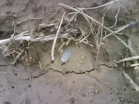 point insitu.webp