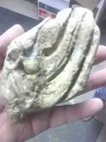rock1,jjpg.webp