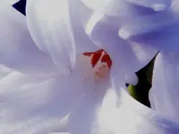 white hy in super macro.webp