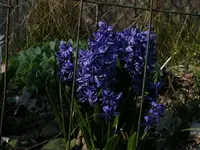 my purple hys.webp